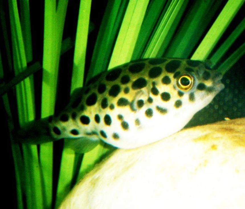 Rated #795: Freshwater Fish - Tetraodon Nigroviridis - Green Spotted Puffer Stocking In 75 Gallons Tank - Green Spotted Puffer