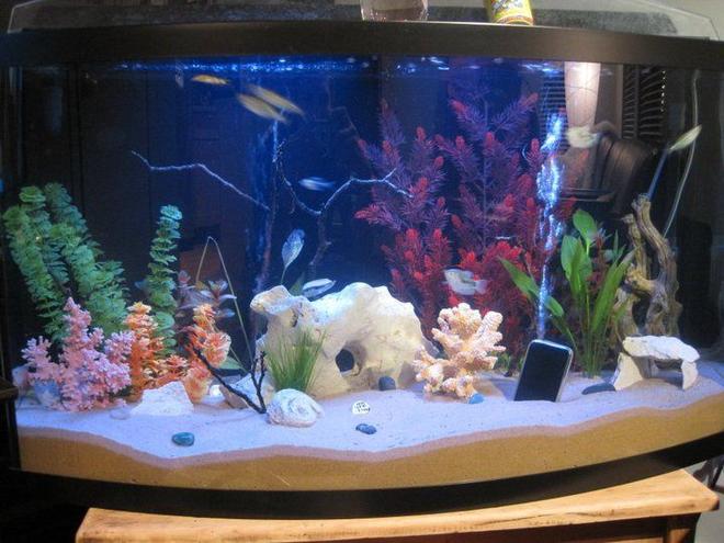 55 gallons freshwater fish tank (mostly fish and non-living decorations) - 55 Gallon Bowfront