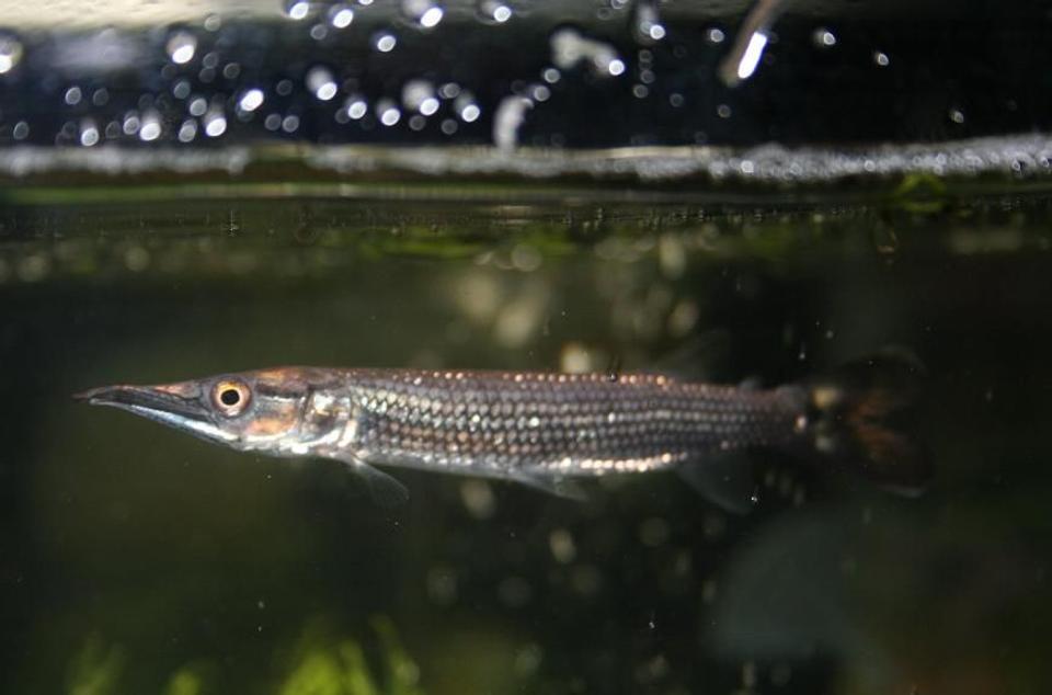 freshwater fish - ctenolucius hujeta - hujeta gar stocking in 75 gallons tank - my hujeta gar