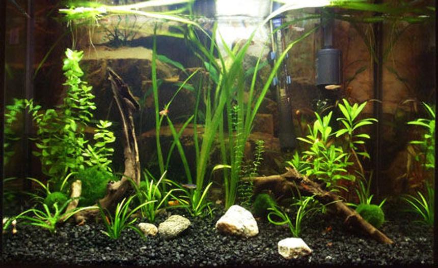 Rated #143: 20 Gallons Planted Tank - 6 tetra neon
4 tetra chinois
4 platy
~20 cerry shrimp
with marimo balls