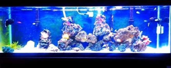 125 gallons reef tank (mostly live coral and fish) - Yeah I know....... I need a better camera than the one on my phone. But I wanted a completed page. This is week 35 and counting.