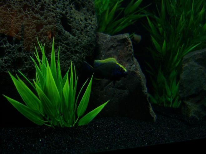 freshwater fish - otopharynx lithobates - sulphur crested lithobate stocking in 65 gallons tank - My young male Otopharynx Lithobates starting to color! :)