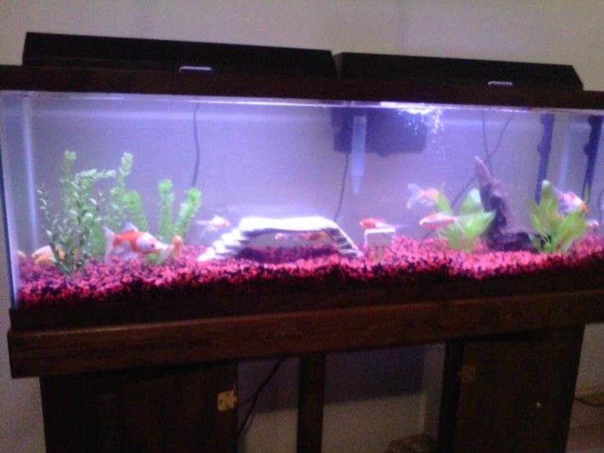 Rated #350: 55 Gallons Freshwater Fish Tank - Phase 1....I know it's cheesy