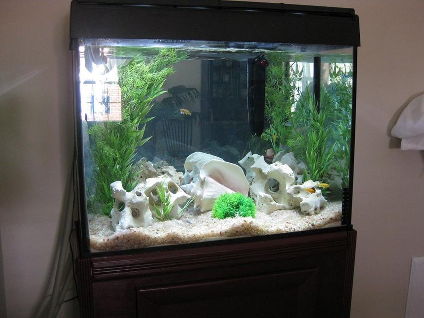 Rated #115: 37 Gallons Freshwater Fish Tank - 37 gallon