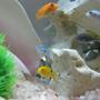 fish tank picture - acei, red zebras, labs,kenyi