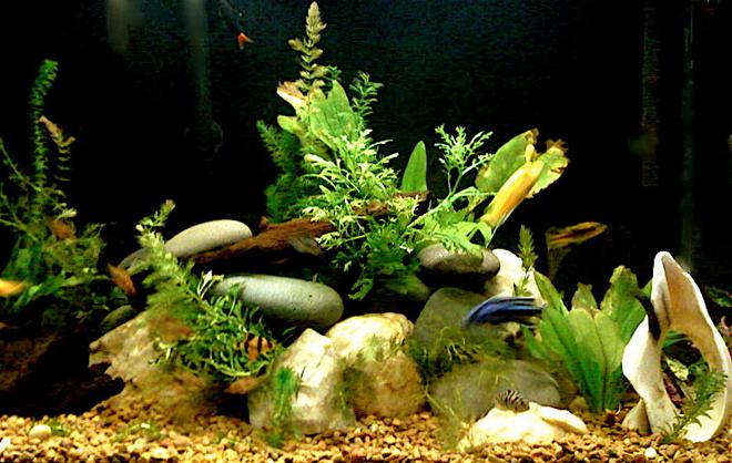 75 gallons planted tank (mostly live plants and fish) - Planted Freshwater mixed african cichlid aquarium
