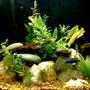 75 gallons planted tank (mostly live plants and fish) - Planted Freshwater mixed african cichlid aquarium