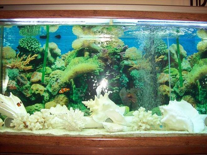 55 gallons saltwater fish tank (mostly fish, little/no live coral) - Saltwater, fish-only tank decorated with fossil coral, conchs, and other misc. shells.  Hope to try a reef tank one day (have the proper lights) but am happy with the current setup (my fish LOVE hiding/living in the shells).  Also in the tank is a snowflake eel and he chooses the large conchs over his pipe home; the clowns fight over who gets which shell.  Very entertaining after a stressful day at work.