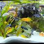 132 gallons freshwater fish tank (mostly fish and non-living decorations) - My best TV chanell