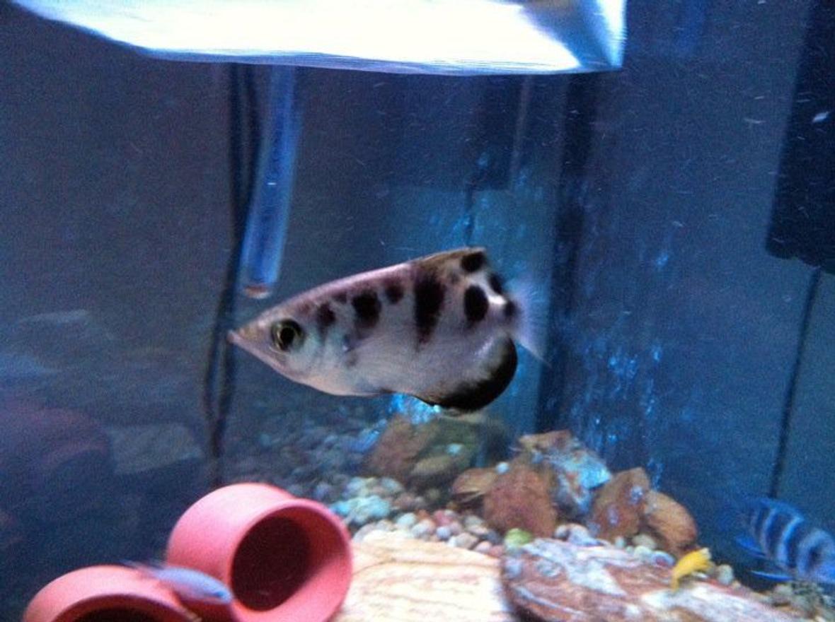 freshwater fish - toxotes jaculatrix - archer fish stocking in 54 gallons tank - Archer Fish