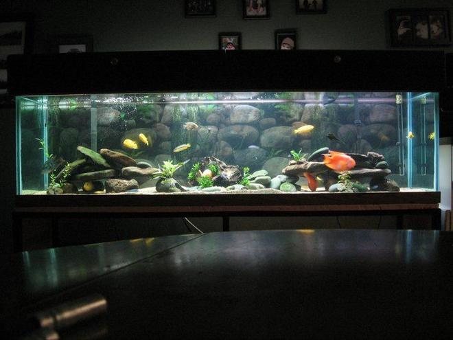 110 gallons freshwater fish tank (mostly fish and non-living decorations) - 110 Gallon, Assorted Malawi Cichlids.