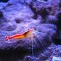 corals inverts - lysmata amboinensis - scarlet skunk cleaner shrimp stocking in 150 gallons tank - cleaner shrimp on montipora undata