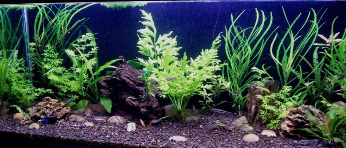 65 gallons planted tank (mostly live plants and fish) - 48x18x18 Planted tank Just planted, not grown out yet.