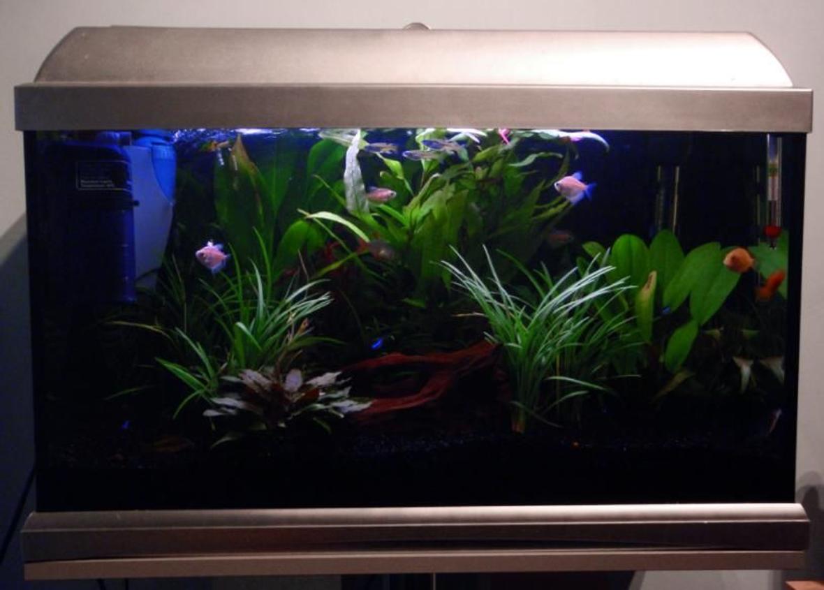 13 gallons planted tank (mostly live plants and fish) - My Tank :)