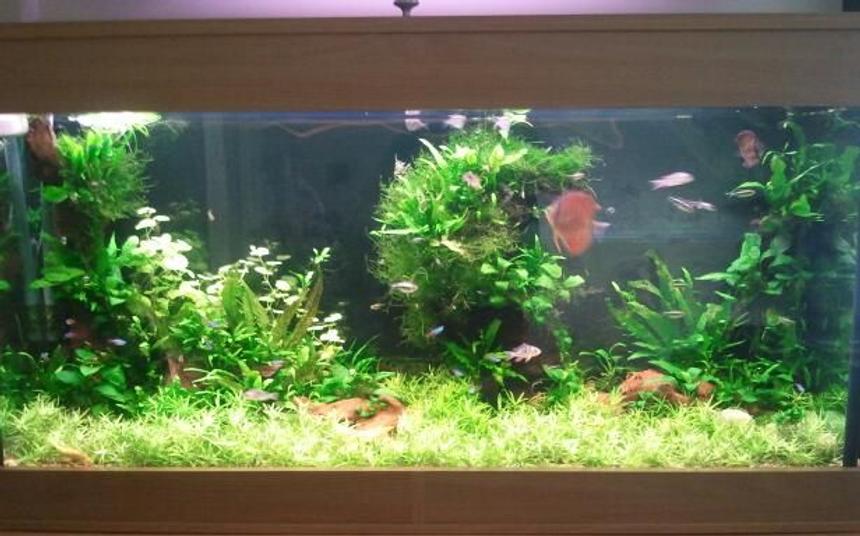 Rated #42: 75 Gallons Planted Tank - Simple planted tank.