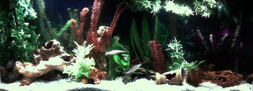 Rated #87: 50 Gallons Freshwater Fish Tank - My 50 Gallon Fresh Water Assorted Cichlid Tank.  Always a work in progess