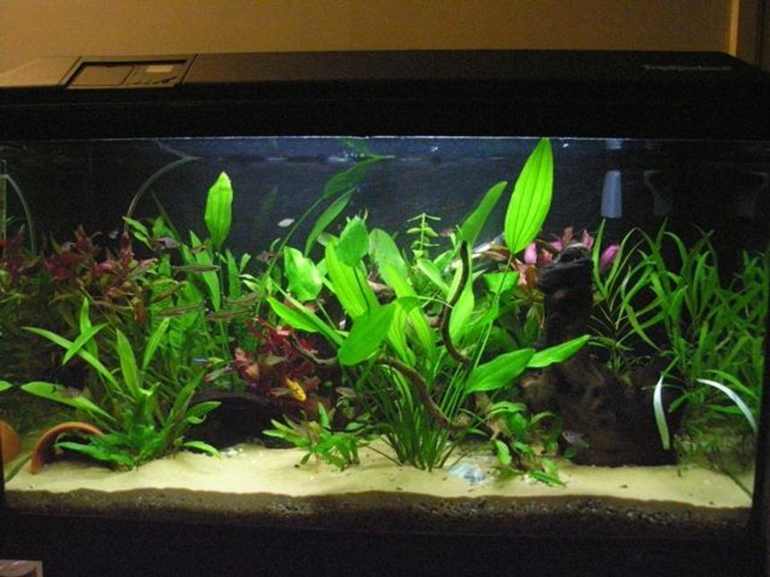Rated #70: 36 Gallons Planted Tank - My 135l community tank
