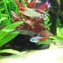 fish tank picture - The neon tetra is not alone; he swims with the rummy noses.