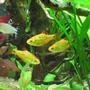 fish tank picture - Golden barbs in front of the root.
