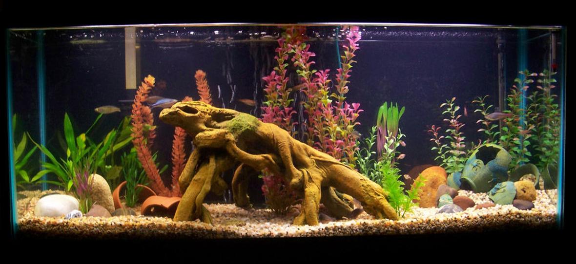 55 gallons freshwater fish tank (mostly fish and non-living decorations) - 55 Gallon River-Bottom tank; Rainbowfish, Harlequin Rasboras, Emerald Cories