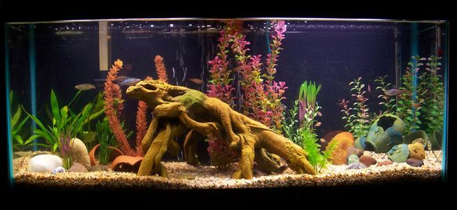 55 gallons freshwater fish tank (mostly fish and non-living decorations) - 55 Gallon River-Bottom tank; Rainbowfish, Harlequin Rasboras, Emerald Cories