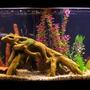 55 gallons freshwater fish tank (mostly fish and non-living decorations) - 55 Gallon River-Bottom tank; Rainbowfish, Harlequin Rasboras, Emerald Cories