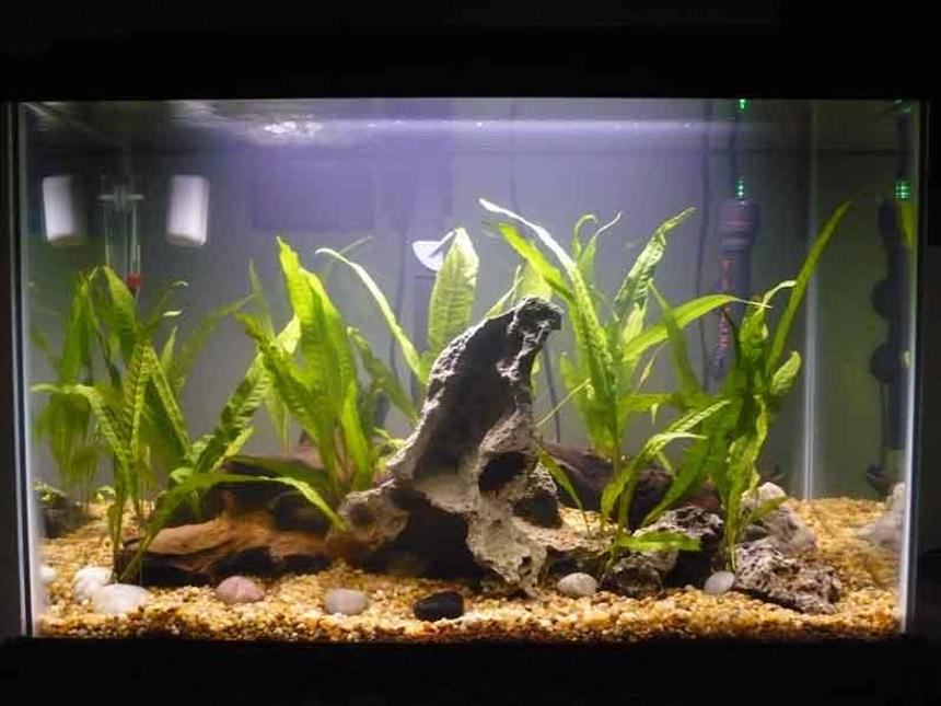 Rated #169: 20 Gallons Planted Tank - Java Fern, grotto rock and mopani wood.