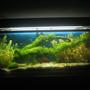 12 gallons planted tank (mostly live plants and fish) - Planted fish tank.