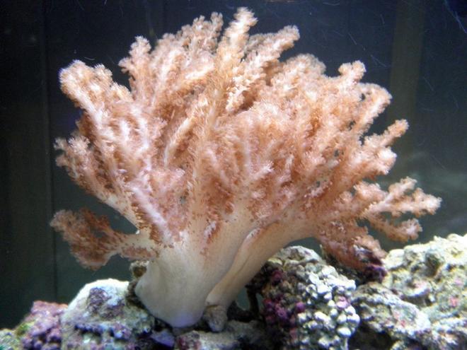corals inverts - cladiella sp. - cauliflower colt coral stocking in 55 gallons tank - Colt coral