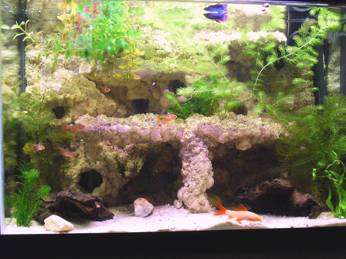 20 gallons freshwater fish tank (mostly fish and non-living decorations) - 20 gal after a few months and some algae.
