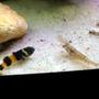 freshwater fish - brachygobius doriae - bumble bee goby stocking in 20 gallons tank - Bumble Bee Goby and Ghost Shrimp