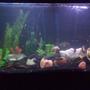75 gallons freshwater fish tank (mostly fish and non-living decorations) - mixed cichlids