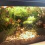 30 gallons planted tank (mostly live plants and fish) - planted tank