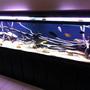 240 gallons freshwater fish tank (mostly fish and non-living decorations) - 240 long