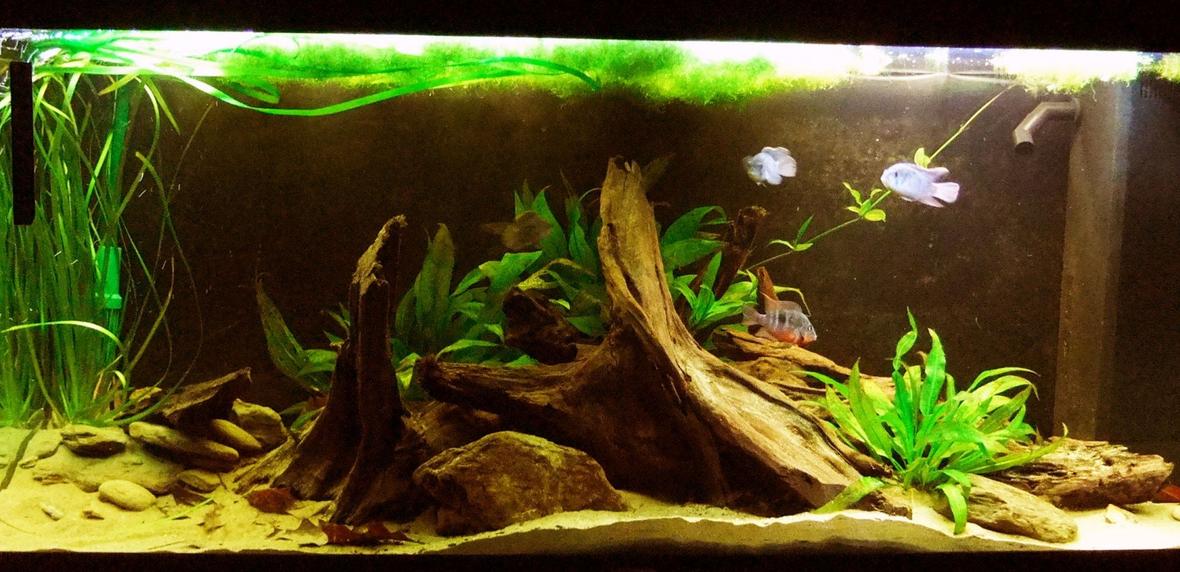 55 gallons freshwater fish tank (mostly fish and non-living decorations) - My South American themeed Cichlid tank I have: 3 blue acara 2 Firemouth (pair) 2 Black Ghost Knifefish 1 Royal L190 Panaque
