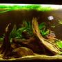 55 gallons freshwater fish tank (mostly fish and non-living decorations) - My South American themeed Cichlid tank I have: 3 blue acara 2 Firemouth (pair) 2 Black Ghost Knifefish 1 Royal L190 Panaque