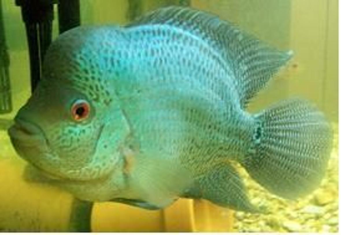 freshwater fish - cichlasoma sp. - blue diamond flowerhorn stocking in 75 gallons tank - Male Blue Diamond Flowerhorn
