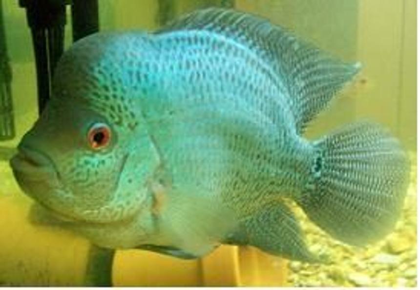 Rated #83: Freshwater Fish - Cichlasoma Sp. - Blue Diamond Flowerhorn Stocking In 75 Gallons Tank - Male Blue Diamond Flowerhorn