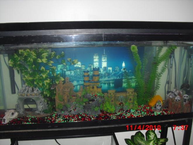 50 gallons freshwater fish tank (mostly fish and non-living decorations) - skull island