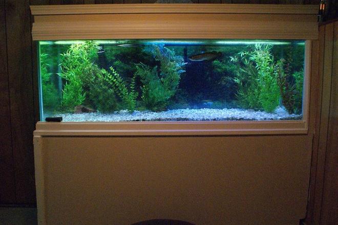 180 gallons freshwater fish tank (mostly fish and non-living decorations) - 180 Gallon fresh water tank
