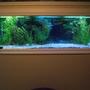 180 gallons freshwater fish tank (mostly fish and non-living decorations) - 180 Gallon fresh water tank