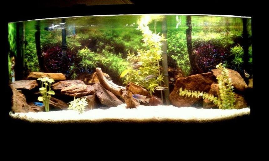 Rated #76: 72 Gallons Freshwater Fish Tank - New Cichlid Tank