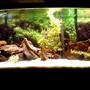 72 gallons freshwater fish tank (mostly fish and non-living decorations) - New Cichlid Tank