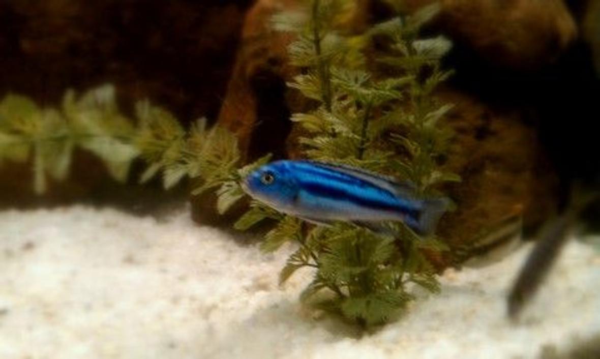 freshwater fish - melanochromis johannii - johanni cichlid stocking in 72 gallons tank - Electric Blue Johanni