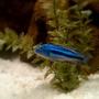 freshwater fish - melanochromis johannii - johanni cichlid stocking in 72 gallons tank - Electric Blue Johanni
