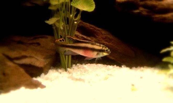 freshwater fish - pelvicachromis pulcher - kribensis cichlid stocking in 72 gallons tank - Kribensis