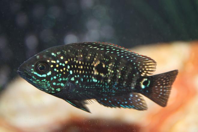 freshwater fish - nandopsis octofasciatum - jack dempsey stocking in 65 gallons tank - Jack Dempsey juvenile