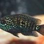 freshwater fish - nandopsis octofasciatum - jack dempsey stocking in 65 gallons tank - Jack Dempsey juvenile