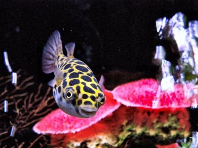 freshwater fish - tetraodon nigroviridis - green spotted puffer stocking in 55 gallons tank - Green Spotted Puffer
in 55 Gallon Brackish water tank