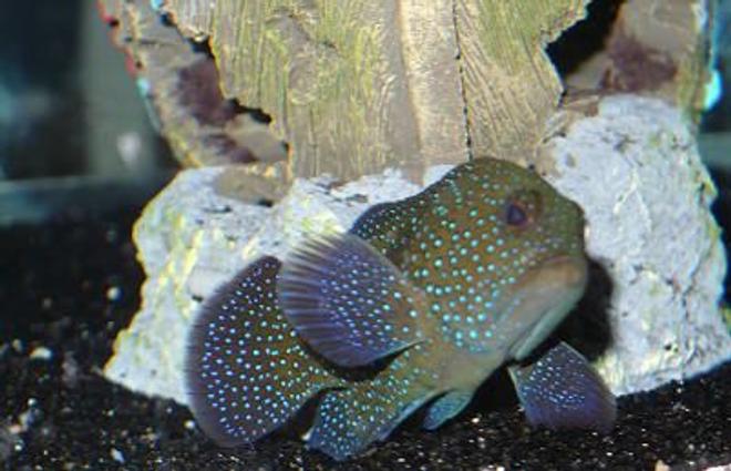 saltwater fish - epinephelus summana - spotted grouper stocking in 125 gallons tank - What kind of grouper is it?